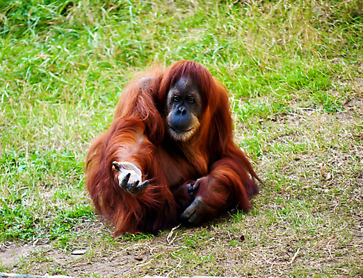 포토 JPG 해외이미지 동물 여자 남자 야생동물 동물원 웃음 사람없음 원숭이 입 유인원 해외202004 해외포토 포유류 표정 사람 신체부위 파일형식 이미지허브