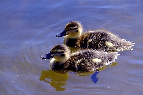 포토 JPG 해외이미지 오리 사람없음 수영 해외202004 해외포토 조류 수상스포츠 파일형식 이미지허브