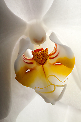 포토 JPG 해외이미지 식물 기념일 꽃잎 꽃 선 줄기 분홍색 꽃다발 결혼 백그라운드 꽃무늬 오렌지 자연 건강 선물 사람없음 노란색 스파 침묵 봄 벚꽃 흰색 신선 개화 난초 우아함 순수 오브젝트 고립 정물화 카피스페이스 해외202004 해외포토 계절 컬러 컨셉 무늬 과일 이벤트 소리 공백 그림 생태계 파일형식 이미지허브