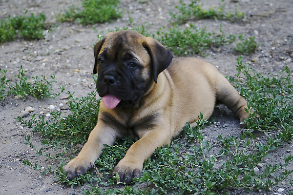 포토 JPG 해외이미지 동물 따뜻함 사람없음 야외 반려동물 쌓기 가축 개 강아지 혀 송곳니 땅바닥 유래 해외202004 해외포토 포유류 모션 바닥 입 치아 파일형식 이미지허브