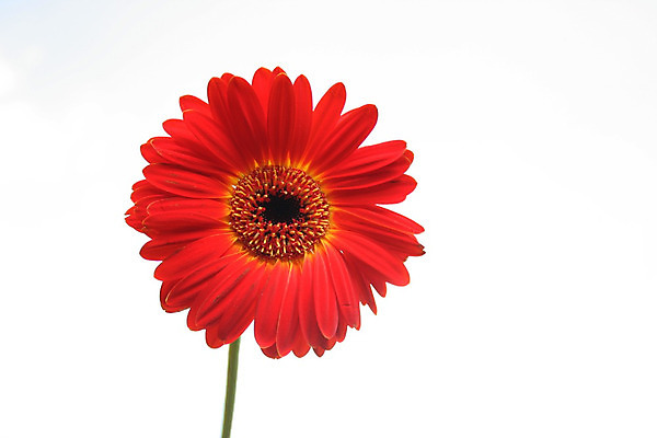 포토 JPG 해외이미지 식물 1 꽃 백그라운드 잎 꽃무늬 밭 농업 오렌지 자연 사람없음 빨간색 초록색 컬러풀 노란색 정원 벚꽃 시골 닫기 원예 고립 밭일 해외202004 해외포토 산업 컬러 무늬 과일 모션 취미 생태계 파일형식 이미지허브