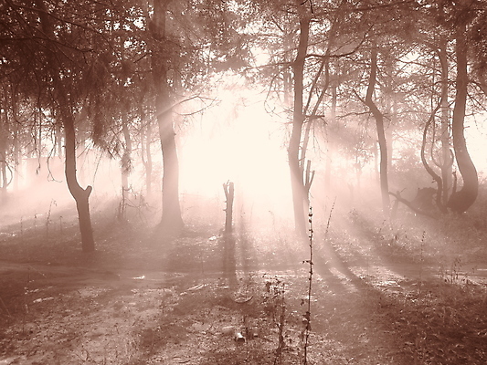 포토 JPG 해외이미지 나무 식물 실루엣 종교 야생동물 줄기 여행 백그라운드 낙엽 자연 휴식 그림자 풍경 사람없음 야외 가로 빛 햇빛 태양 갈색 우주 환경 침묵 안개 광선 나뭇가지 소나무 황무지 영혼 우아함 쓰레기 폐기물 숲 신비 문학 장면 지역 공상 마법 빛망울 내추럴 광 멀티 삼림지대 세피아 웅장함 현상 가문비나무 해외202004 해외포토 자연요소 동물 컬러 컨셉 잎 날씨 촬영기법 소리 생태계 파일형식 이미지허브