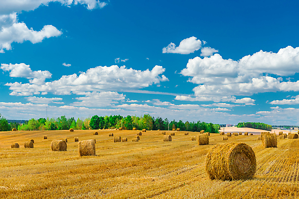 포토 JPG 해외이미지 주간 구름 농업 하늘 풍경 사람없음 야외 농경지 짚더미 뭉치 해외202004 해외포토 자연요소 산업 농장 볏짚 파일형식 더미 이미지허브