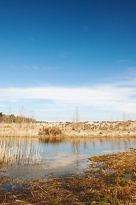 포토 JPG 해외이미지 자연 갈대 이끼 풍경 사람없음 햇빛 환경 맑음 봄 습지 네덜란드 변소 해외202004 해외포토 식물 계절 유럽 날씨 태양 생태계 파일형식 이미지허브