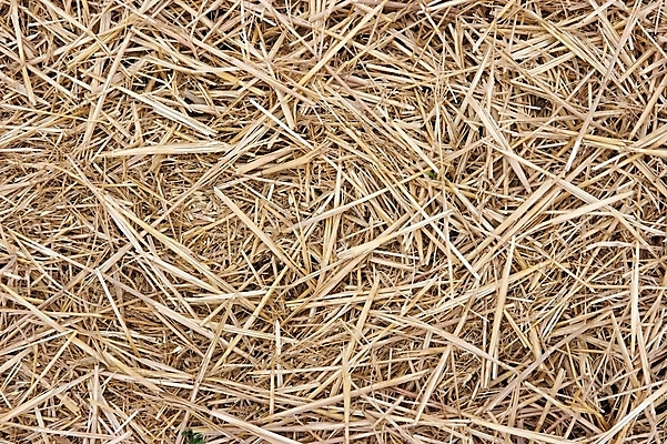 포토 JPG 해외이미지 백그라운드 패턴 밭 농업 추상 건조 사람없음 여름 빛 농장 농경지 갈색 노란색 쌓기 환경 목장 수확 시골 바 황금 건초더미 볏짚 밀 허브 묘사 유기농 질감 뭉치 밀짚 낭비 내추럴 땅바닥 밭일 볏집 호밀 해외202004 해외포토 식물 웰빙 계절 산업 컬러 컨셉 무늬 모션 곡류 바닥 건초 짚 파일형식 더미 이미지허브