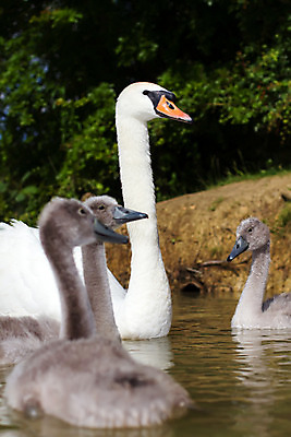 포토 JPG 해외이미지 공원 호수 영국 오리 사람없음 물 청춘 회색 보호 깃털 백조 부드러움 솜털 해외202004 해외포토 자연요소 공공시설 유럽 컬러 컨셉 조류 감각 파일형식 이미지허브