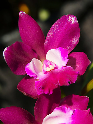 포토 JPG 해외이미지 식물 꽃잎 꽃 꽃다발 꽃무늬 농업 자연 추상 사람없음 장식 컬러풀 벚꽃 신선 개화 난초 고급 우아함 닫기 묘사 잡종 해외202004 해외포토 산업 컬러 컨셉 무늬 모션 생태계 파일형식 이미지허브