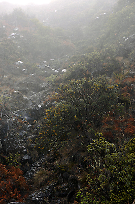 포토 JPG 해외이미지 나무 식물 계절 공원 잎 밭 자연 하늘 아침 풍경 사람없음 야외 목재 초록색 파란색 빛 컬러풀 햇빛 갈색 노란색 평화 일출 환경 침묵 고요 새벽 안개 가을 나뭇가지 시골 숲 신비 속도 장면 내추럴 뿌연 해외202004 해외포토 주간 자연요소 공공시설 컬러 컨셉 농업 재료 날씨 태양 노을 소리 생태계 파일형식 이미지허브