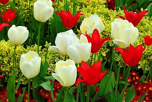 포토 JPG 해외이미지 식물 계절 꽃잎 꽃 문화 줄기 분홍색 백그라운드 잎 꽃무늬 밭 농업 자연 풍경 사람없음 야외 가로 빨간색 세로 초록색 여름 햇빛 태양 머리 정원 맑음 보라색 봄 활발 튤립 성장 벚꽃 광선 시골 침대 개화 그룹 5월 가득함 장면 줄서기 해외202004 해외포토 자연요소 산업 컬러 가구 컨셉 무늬 모션 날씨 신체부위 날짜 생태계 파일형식 이미지허브