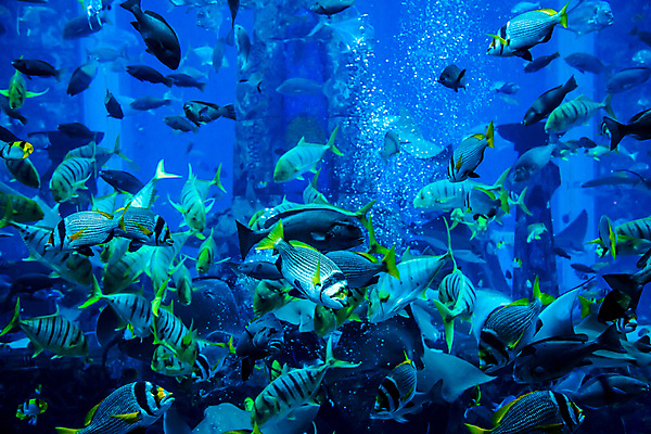 포토 JPG 해외이미지 야생동물 바다 학교 자연 선반 어류 풍경 사람없음 빨간색 물 정원 바닷속 수중 산호 큼 쇼핑몰 아래 다이빙 하와이 암초 수족관 폴리네시아 제비 석호 몰디브 스펀지 깊이 두바이 식민지 아랍어 이국적 생존 많음 해외202004 해외포토 자연요소 동물 교육 아시아 컬러 가구 컨셉 조류 수영 미국 수중동물 오세아니아 자포동물 크기 방향 생태계 위치 아랍에미리트 수중스포츠 파일형식 이미지허브