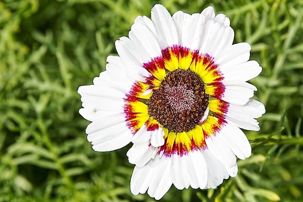 포토 JPG 해외이미지 식물 꽃잎 꽃 백그라운드 꽃무늬 오렌지 사람없음 빨간색 노란색 보라색 봄 벚꽃 흰색 신선 수집 묘사 데이지 해외202004 해외포토 계절 컬러 무늬 과일 파일형식 이미지허브