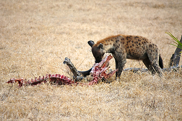 포토 JPG 해외이미지 동물 응시 야생동물 여행 밭 포유류 아프리카 자연 조류 산 서기 풍경 사람없음 옆모습 가로 파란색 노란색 점 황무지 개 먹기 사파리 육식동물 분화구 송곳니 가젤 사바나 수유 열대기후 탄자니아 평야 수평선 해외202004 해외포토 시선 나라 뷰포인트 컬러 농업 모션 치아 생태계 화산 파일형식 이미지허브