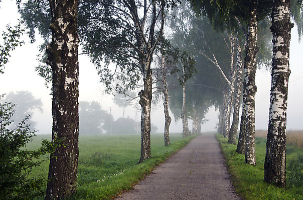 포토 JPG 해외이미지 나무 계절 도로 여행 백그라운드 밭 교통시설 자연 아침 풍경 사람없음 야외 초록색 여름 빛 안개 시골 아스팔트 땅 자작나무 방법 수평선 효과 해외202004 해외포토 주간 식물 길 컬러 교통 농업 날씨 시설 생태계 파일형식 이미지허브