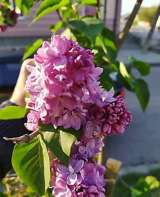 포토 JPG 해외이미지 나무 식물 계절 꽃잎 꽃 줄기 꽃다발 백그라운드 잎 꽃무늬 패턴 밭 자연 하늘 사람 풍경 사람없음 야외 장식 초록색 여름 파란색 정원 보라색 봄 벚꽃 흰색 나뭇가지 개화 편안함 5월 다발 제비꽃 라일락 고립 해외202004 해외포토 컬러 무늬 농업 감각 날짜 생태계 파일형식 이미지허브