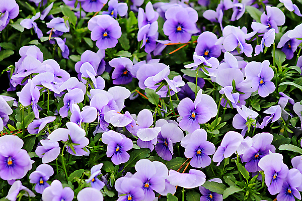 포토 JPG 해외이미지 공원 꽃 백그라운드 사람없음 초록색 정원 침대 제비꽃 해외202004 해외포토 식물 공공시설 컬러 가구 파일형식 이미지허브