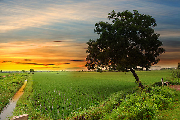 포토 JPG 해외이미지 나무 구름 농업 자연 하늘 밥 풍경 사람없음 야외 햇빛 농장 농경지 환경 일몰 성장 시골 저녁 땅 내추럴 논밭 수평선 세련 해외202004 해외포토 자연요소 식물 산업 음식 밭 논 태양 노을 야간 생태계 파일형식 이미지허브