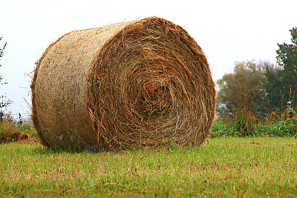 포토 JPG 해외이미지 나무 구름 여행 백그라운드 밭 농업 오렌지 자연 하늘 휴가 산 옥수수 풍경 사람없음 야외 초록색 여름 파란색 빛 농작물 태양 농장 노란색 일출 맑음 일몰 수확 시골 신선 시간 원형 황금 볏짚 낟알 땅 언덕 뭉치 밀짚 밭일 수평선 해외202004 해외포토 자연요소 도형 식물 계절 산업 컬러 과일 날씨 곡류 노을 짚 생태계 파일형식 이미지허브