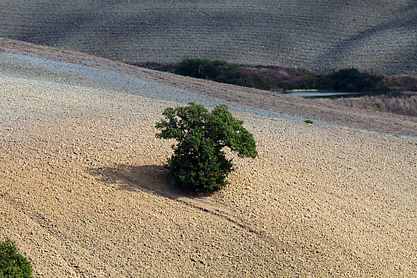 포토 JPG 해외이미지 나무 유럽 밭 농업 자연 풍경 사람없음 여름 농가 평화 환경 고요 이탈리아 달력 성장 가을 시골 만취 언덕 그림 올리브 포도밭 땅바닥 시에나 토스카나 수평선 해외202004 해외포토 식물 계절 열매 나라 산업 컨셉 바닥 농장 생태계 술취함 파일형식 이미지허브