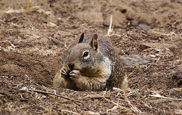 포토 JPG 해외이미지 동물 음식 포유류 자연 파프리카 사람없음 표현 설치류 작음 먹기 꼬리 다람쥐 비전 땅바닥 발톱 해외202004 해외포토 채소 모션 발 바닥 크기 생태계 파일형식 이미지허브