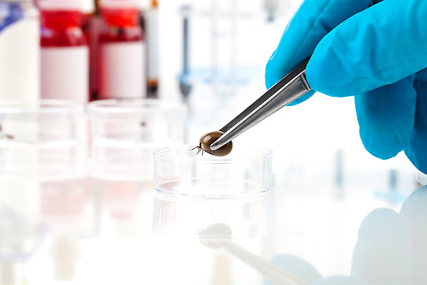 포토 JPG 해외이미지 백그라운드 손가락 건강 근접촬영 성인 신체부위 흰색 해충 질병 핀셋 물건집기 코로나바이러스 해외202004 해외포토 손 뷰포인트 컬러 의학 사람 도구 바이러스 벌레 파일형식 이미지허브