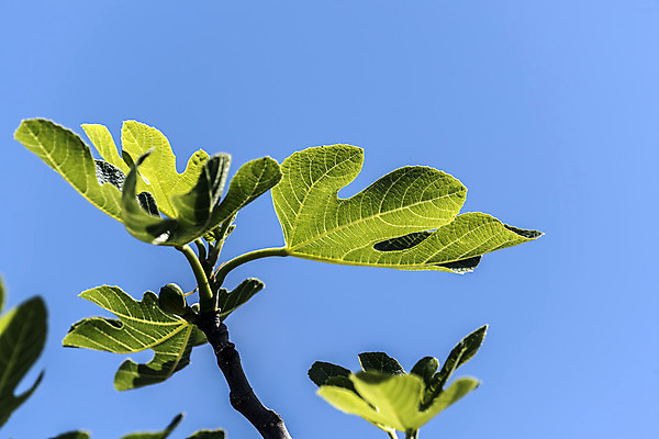 포토 JPG 해외이미지 식물 계절 꽃 실루엣 잎 과일 자연 날씨 휴식 그림자 사람없음 초록색 여름 햇빛 정원 화목 힘 봄 활발 에너지 성장 시골 원예 정맥 무화과 해외202004 해외포토 컬러 컨셉 촬영기법 취미 태양 생태계 혈관 파일형식 이미지허브