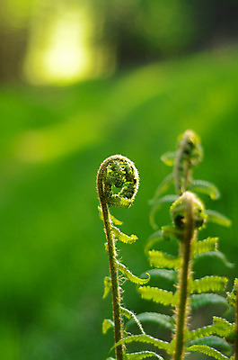 포토 JPG 해외이미지 나무 식물 공원 길 여행 잎 자국 자연 풍경 사람없음 목재 초록색 여름 평화 환경 정원 침묵 고요 봄 활발 탐험 성장 나뭇가지 신선 황무지 고독 숲 오솔길 탈출 장면 내추럴 강렬 삼림지대 양치류 혼자 해외202004 해외포토 계절 공공시설 감정 컬러 컨셉 재료 소리 생태계 파일형식 이미지허브