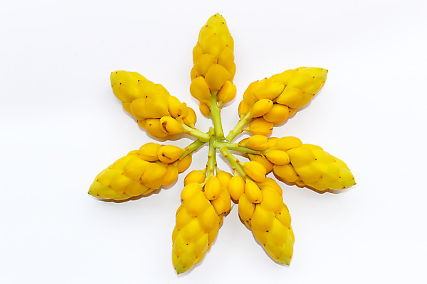 포토 JPG 해외이미지 식물 꽃잎 꽃 꽃다발 백그라운드 꽃무늬 오렌지 자연 선물 사람없음 노란색 정원 봄 벚꽃 흰색 신선 닫기 묘사 데이지 내추럴 고립 해외202004 해외포토 계절 컬러 무늬 과일 모션 생태계 파일형식 이미지허브