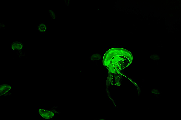 포토 JPG 해외이미지 여러마리 사람없음 초록색 바닷속 수중동물 자포동물 해파리 해외202004 해외포토 동물 컬러 다수 수중 파일형식 이미지허브