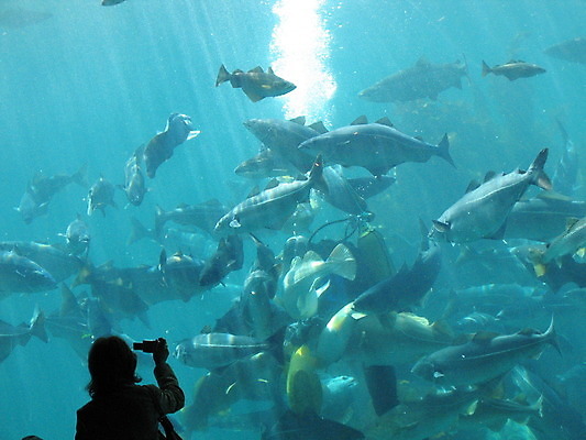 포토 JPG 해외이미지 여자 실루엣 실내 어류 한명 상반신 성인 파란색 카메라 수중 수족관 아쿠아리움 성인여자한명만 해외202004 해외포토 1 컬러 촬영기법 사람 내부 전자제품 수중동물 여자한명만 성인여자만 파일형식 이미지허브