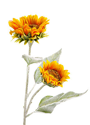 포토 JPG 해외이미지 식물 계절 꽃잎 꽃 줄기 백그라운드 잎 꽃무늬 농업 오렌지 자연 해바라기 씨앗 사람없음 야외 장식 초록색 컬러풀 태양 노란색 머리 정원 맑음 봄 활발 벚꽃 흰색 신선 원형 황금 오브젝트 고립 인공 해외202004 해외포토 자연요소 도형 산업 컬러 컨셉 무늬 과일 날씨 신체부위 생태계 파일형식 이미지허브