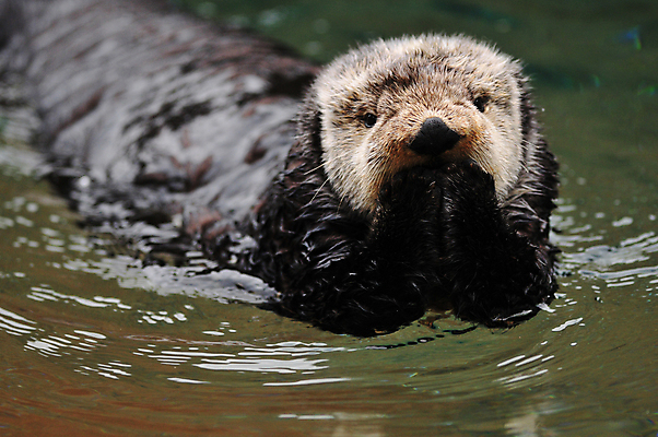 포토 JPG 해외이미지 동물 호수 얼굴 야생동물 바다 포유류 가족 자연 털 동물원 종류 사람없음 물 강 갈색 수영 젖음 흰색 만 작음 모피 묘사 호기심 코 육식동물 멸종 알래스카 동물상 해외202004 해외포토 자연요소 감정 컬러 컨셉 관계 신체부위 조형물 미국 수상스포츠 크기 생태계 파일형식 이미지허브