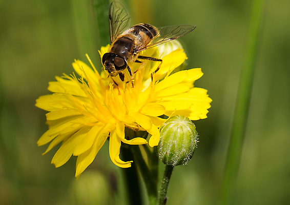 포토 JPG 해외이미지 동물 야생동물 곤충 날개 자연 사람없음 야외 닫기 꿀벌 수분 벌 묘사 꽃가루 꿀 해외202004 해외포토 모션 벌_곤충 가루 생태계 파일형식 이미지허브