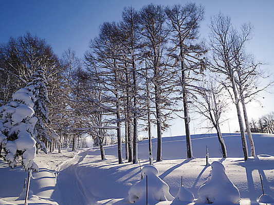 포토 JPG 해외이미지 나무 식물 계절 공원 실루엣 여행 백그라운드 크리스마스 겨울 자연 하늘 아침 날씨 새로움 산 그림자 풍경 사람없음 야외 목재 파란색 빛 햇빛 태양 일출 일본 냉동 얼음 활발 추위 광선 흰색 나뭇가지 시골 소나무 숲 시원함 홋카이도 서리 장면 침엽수 내추럴 가문비나무 해외202004 해외포토 주간 자연요소 공공시설 기념일 아시아 컬러 컨셉 재료 촬영기법 노을 생태계 파일형식 이미지허브