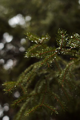 포토 JPG 해외이미지 나무 식물 디자인 계절 공원 백그라운드 잎 크리스마스 자연 휴가 새로움 풍경 사람없음 야외 장식 초록색 파란색 빛 수확 가을 나뭇가지 소나무 숲 12월 연도 묘사 질감 상록수 침엽수 전나무 내추럴 가문비나무 해외202004 해외포토 공공시설 기념일 컬러 컨셉 농업 날짜 생태계 파일형식 이미지허브