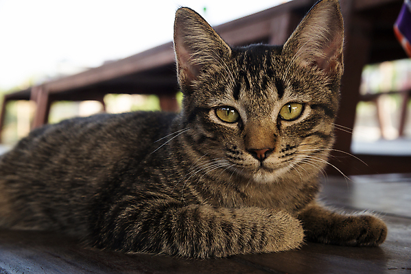 포토 JPG 해외이미지 동물 백그라운드 자연 휴식 표정 사람없음 고양이 회색 오픈 입 닫기 무서움 하품 기르기 블러 해외202004 해외포토 감정 컬러 컨셉 포유류 모션 신체부위 반려동물 생태계 돌봄 생리현상 파일형식 이미지허브