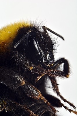 포토 JPG 해외이미지 동물 야생동물 곤충 오렌지 자연 안테나 사람없음 세로 노란색 검은색 줄무늬 흰색 말벌 위험 작음 수분 꽃가루 꿀 호박벌 해외202004 해외포토 컬러 컨셉 무늬 과일 통신 벌_곤충 크기 가루 생태계 파일형식 이미지허브