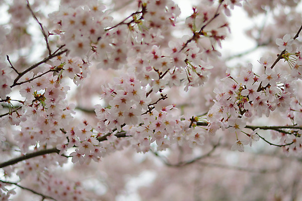 포토 JPG 해외이미지 나무 식물 계절 꽃잎 꽃 아시아 분홍색 백그라운드 꽃무늬 자연 사람없음 가로 정원 일본 봄 성장 벚꽃 흰색 나뭇가지 신선 개화 체리 도쿄 4월 질감 보케 자연백그라운드 블러 해외202004 해외포토 나라 컬러 무늬 과일 날짜 생태계 파일형식 이미지허브