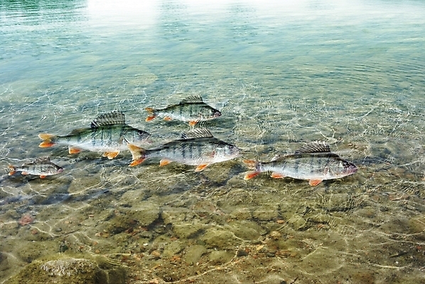포토 JPG 해외이미지 식물 동물 바다 재료 자연 낚시 어류 앉기 사람없음 옆모습 물 빛 강 수중 수영 흰색 잡기 작음 잠수함 해산물 오브젝트 준비 눈금 꼬리 날것 육식동물 지느러미 멀리 점심식사 베이스 포식 해외202004 해외포토 자연요소 뷰포인트 컬러 모션 현악기 레저 식사 수중동물 수상스포츠 크기 생태계 파일형식 이미지허브
