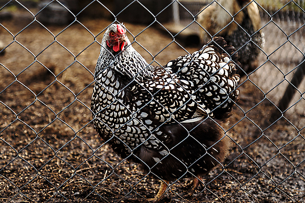 포토 JPG 해외이미지 동물 음식 백그라운드 자연 조류 사람없음 농장 갈색 계란 치킨 가축 복지 깃털 유기농 부리 새장 뒤뜰 무료 밭일 암탉 해외202004 해외포토 웰빙 컬러 농업 알 닭 암컷 사회이슈 생태계 닭고기요리 케이지 파일형식 이미지허브