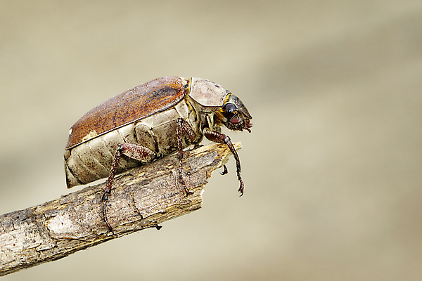 포토 JPG 해외이미지 나무 식물 동물 유럽 야생동물 바다 곤충 백그라운드 잎 날개 자연 안테나 성인 사람없음 야외 빨간색 초록색 물 빛 컬러풀 갈색 노란색 정원 봄 흰색 나뭇가지 해충 벌레 숲 작음 큼 6월 5월 딱정벌레 묘사 내추럴 동물상 해외202004 해외포토 자연요소 계절 나라 컬러 통신 사람 조형물 날짜 크기 생태계 파일형식 이미지허브