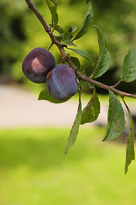 포토 JPG 해외이미지 나무 음식 잎 과일 건강 사람없음 초록색 컬러풀 성장 신선 자두 해외202004 해외포토 식물 컬러 파일형식 이미지허브
