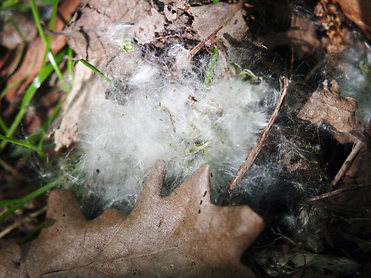 포토 JPG 해외이미지 나무 식물 계절 공원 꽃 백그라운드 낙엽 잎 자연 바닥 씨앗 사람없음 야외 목재 초록색 여름 환경 봄 회색 벚꽃 가을 흰색 나뭇가지 신선 선택 숲 버드나무 보케 꽃가루 솜털 내추럴 알레르기 미루나무 해외202004 해외포토 공공시설 컬러 컨셉 재료 질병 가루 생태계 파일형식 이미지허브