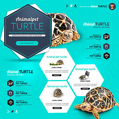 PSD 템플릿 웹템플릿 이벤트페이지 이벤트 사람없음 거북이 반려 이미지템플릿 파충류 페이지 파일형식