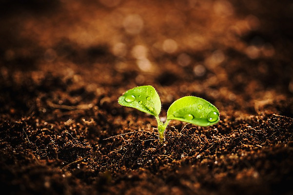 포토 JPG 근접촬영 사람없음 새싹 환경 희망 흙 봄 이슬 비전 모종 국내포토 식물 계절 감정 뷰포인트 파일형식