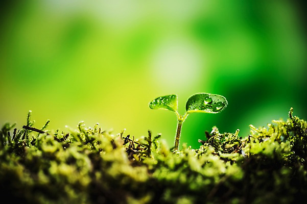 포토 JPG 이끼 근접촬영 사람없음 아웃포커스 새싹 환경 희망 봄 이슬 비전 모종 국내포토 식물 계절 감정 뷰포인트 촬영기법 파일형식