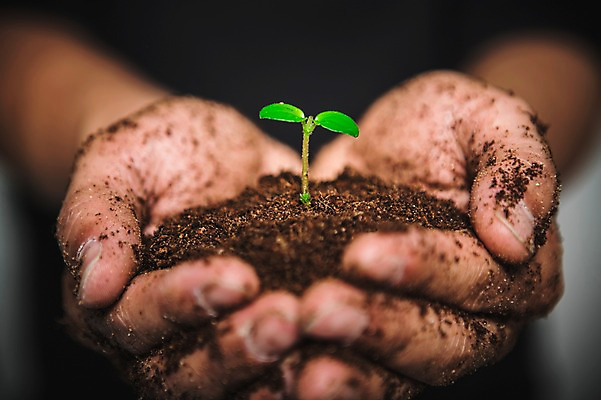 포토 JPG 손 들기 근접촬영 신체부위 새싹 환경 희망 흙 봄 비전 모종 국내포토 식물 계절 감정 뷰포인트 모션 사람 파일형식
