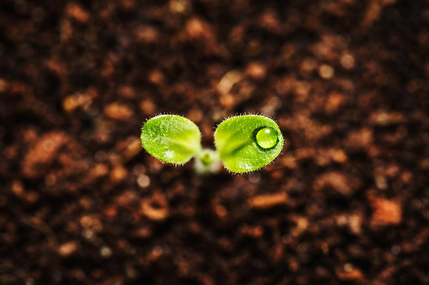 포토 JPG 근접촬영 사람없음 하이앵글 새싹 환경 희망 흙 봄 이슬 비전 모종 국내포토 식물 계절 감정 뷰포인트 파일형식