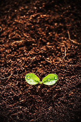 포토 JPG 사람없음 새싹 환경 희망 흙 봄 이슬 비전 모종 국내포토 식물 계절 감정 파일형식