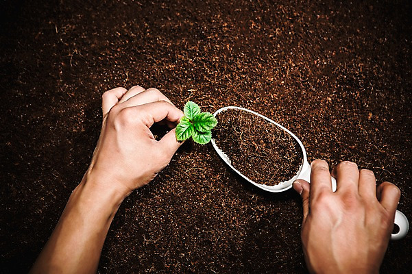 포토 JPG 손 신체부위 새싹 환경 희망 흙 봄 모종삽 비전 모종 심기 국내포토 식물 계절 감정 모션 사람 삽 파일형식