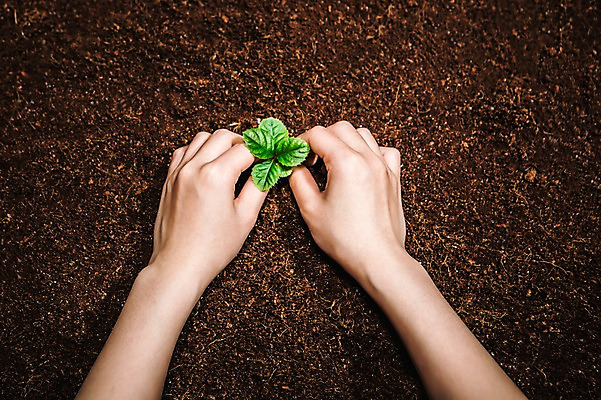 포토 JPG 손 신체부위 새싹 환경 희망 흙 봄 비전 모종 심기 국내포토 식물 계절 감정 모션 사람 파일형식